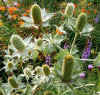 Eryngium giganteum closeup.jpg (121242 bytes)